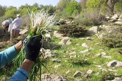تیشه سودجویان بر ریشه گیاهان دارویی کوه سیاه / زنگ خطری که مسئولین صدایش را نمی‌شنوند/ فرمانداران کهگیلویه و لنده ورود کنند.